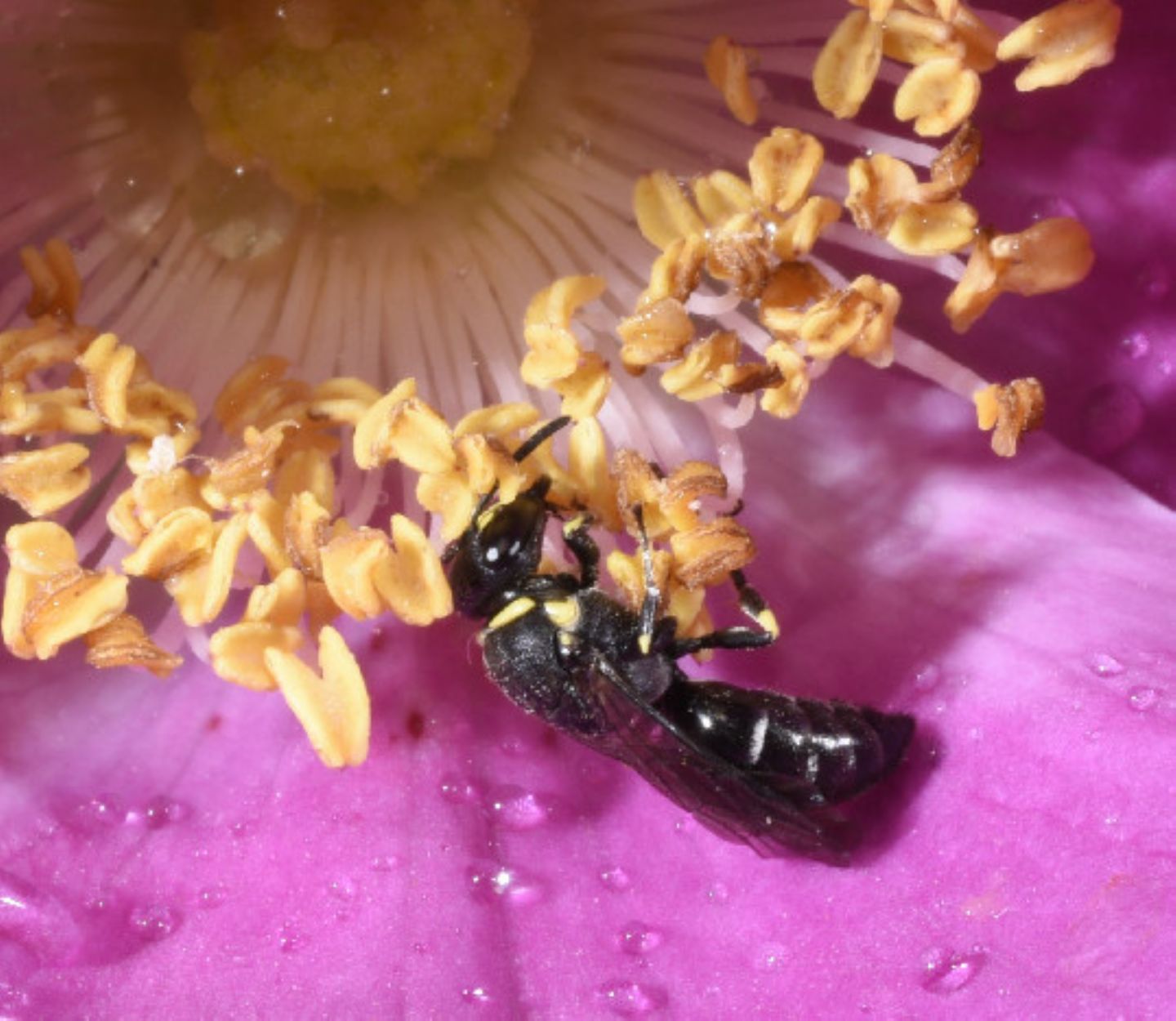 Apidae Colletinae: Hylaeus sp, femmina